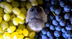 Nho có tốt cho bạn không?