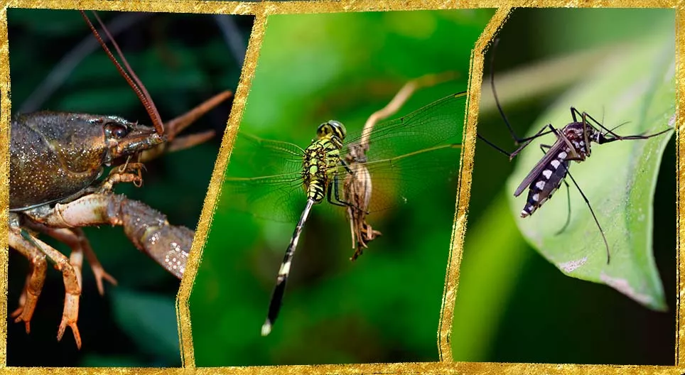 Động vật chân đốt trong nước