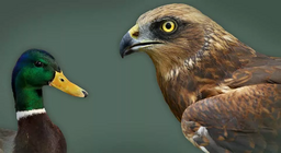 Chim sống trong môi trường nước ngọt và môi trường nước biển