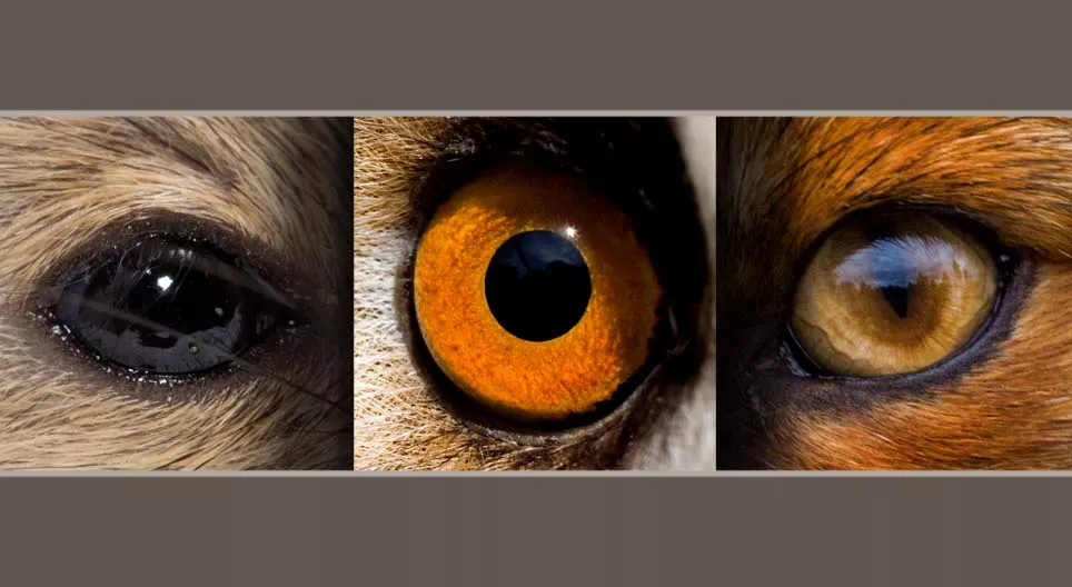 Động vật gặm nhấm và động vật ăn thịt