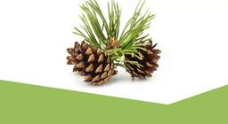 Thế giới thường xanh