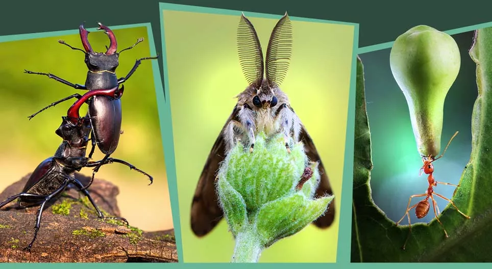 Côn trùng trong rừng