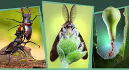 Côn trùng trong rừng