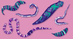 Loài động vật vô hình: giun