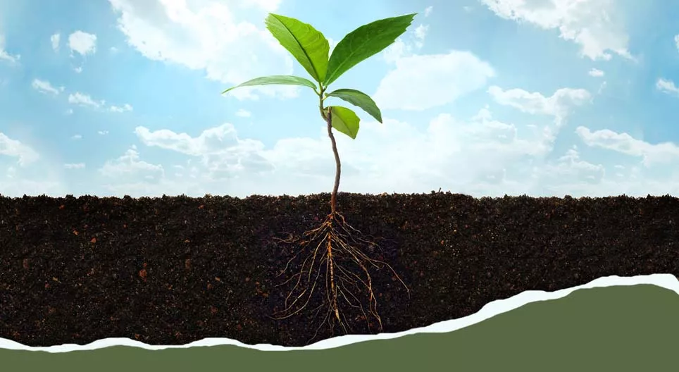 Từ rễ đến lá