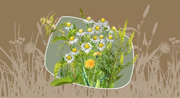 Cỏ dại hay thảo mộc?