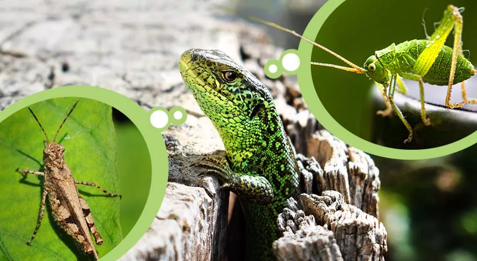 Côn trùng và động vật ăn côn trùng