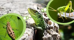 Côn trùng và động vật ăn côn trùng
