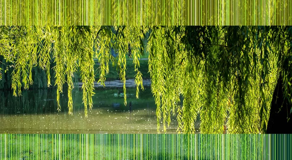 Thực vật ven bờ