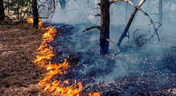 Chúng ta đã sử dụng lửa bao lâu rồi?