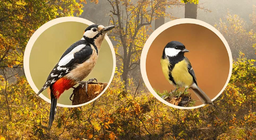 Những loài chim làm tổ trên cây