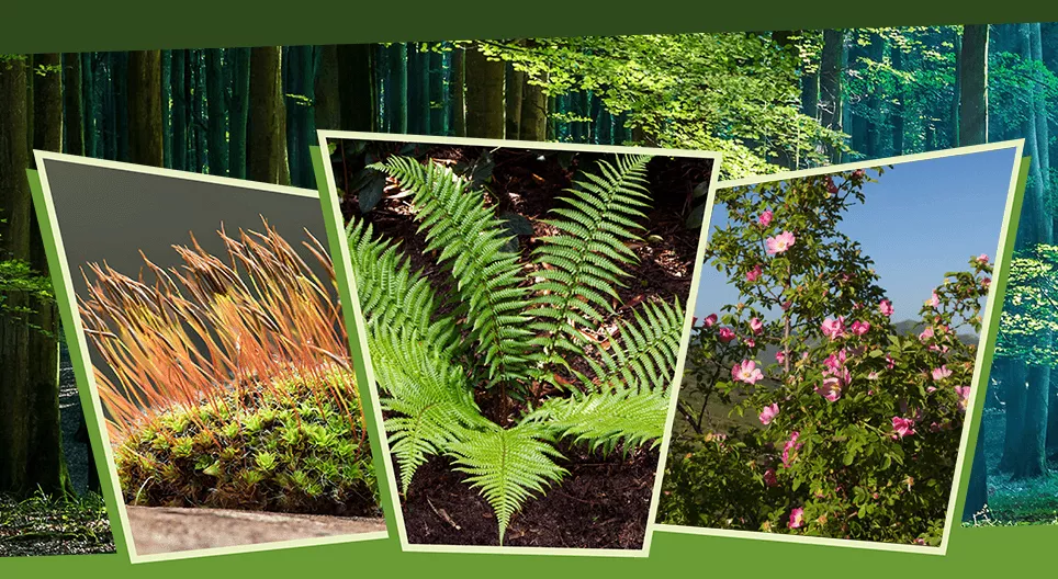 Trong ánh sáng và trong bóng râm