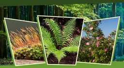 Trong ánh sáng và trong bóng râm