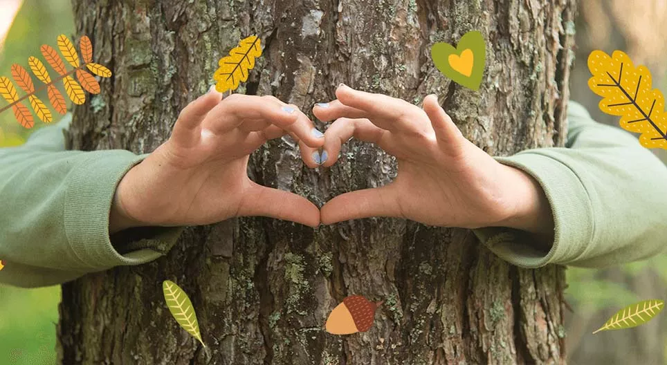 Hệ sinh thái của rừng xanh