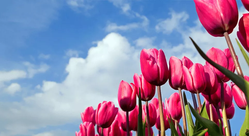 Bạn đã bao giờ đi dạo trên cánh đồng hoa tulip chưa?