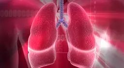 10 điều cần biết về hệ hô hấp của con người