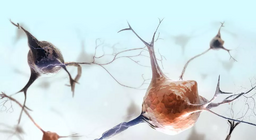 Đặc điểm của mô thần kinh là gì?