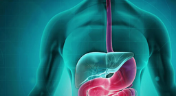 Hệ tiêu hóa Phần 1 - Từ khoang miệng đến dạ dày