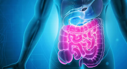 Hệ tiêu hóa Phần 2 - Ruột non và ruột già