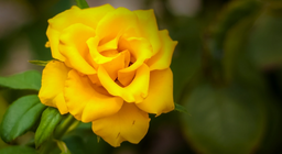 Có hoa hồng nào không có gai không?