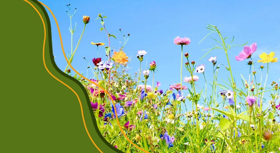 Vòng đời của thực vật có hoa