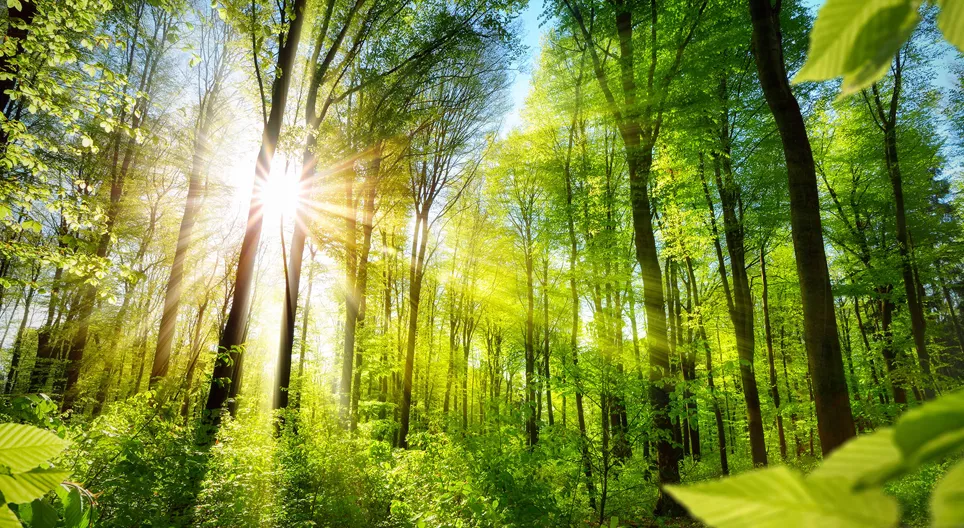 HÃY NHẬN BIẾT CÁC TRANG WEB VỀ RỪNG!