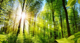 HÃY NHẬN BIẾT CÁC TRANG WEB VỀ RỪNG!