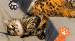 Những người bạn meo meo