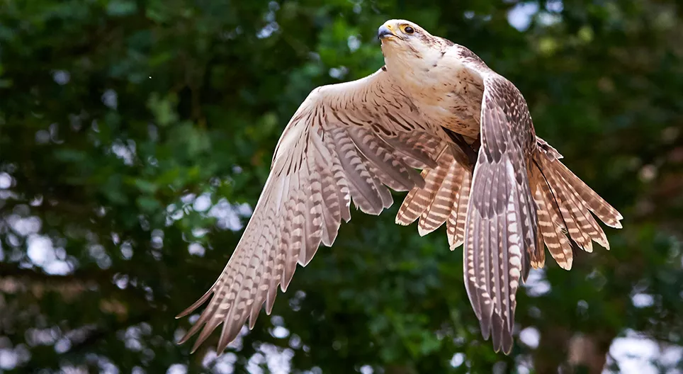Chim bay như thế nào? <br>Phần 1