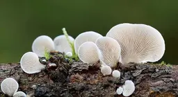 Thế giới bí mật của nấm