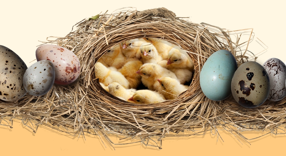 Bí mật của trứng