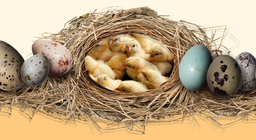 Bí mật của trứng