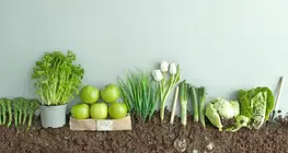 Hạt hay quả?