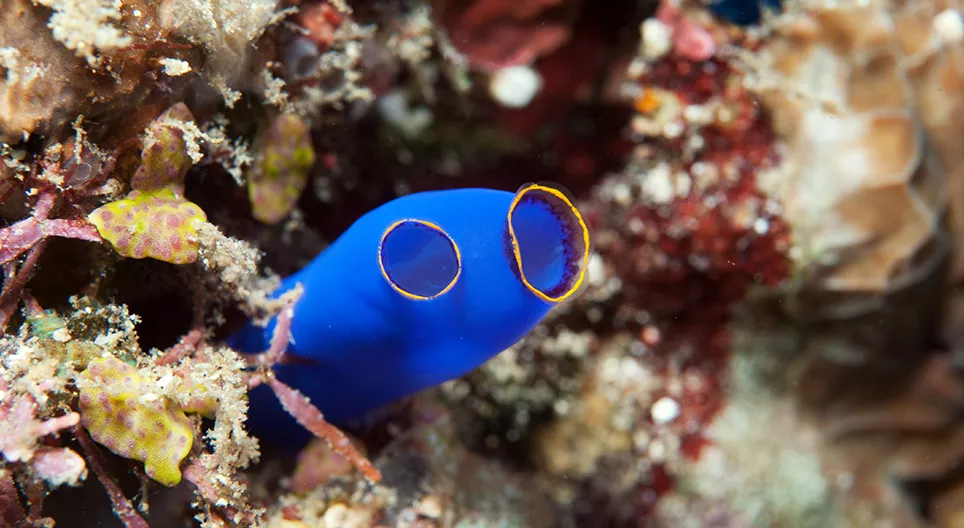 Động vật sống đuôi