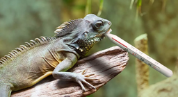 Loài bò sát có bao giờ bị lạnh?