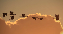 Chim bay như thế nào? Phần 3