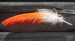 Cái nào đến trước, lông hay chim?