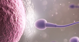 Tế bào trứng và tế bào tinh trùng