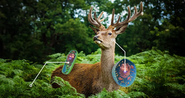 So sánh tế bào thực vật và động vật