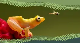 Động vật có xương sống hay động vật không xương sống?