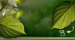 Quang hợp là gì?