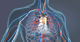 Động cơ của cơ thể người