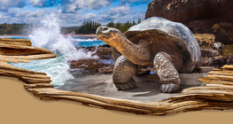 Loài sống lâu nhất