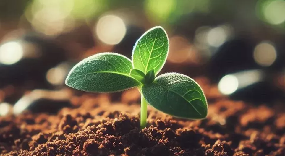 Nông nghiệp bền vững