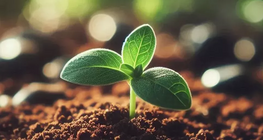 Nông nghiệp bền vững