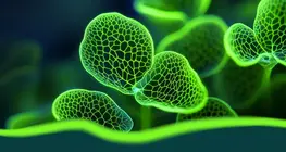 Thế giới của hormone thực vật