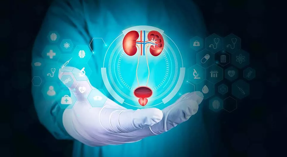 Hệ thống tiết niệu của con người