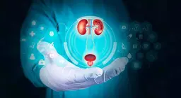 Hệ thống tiết niệu của con người