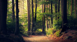 Có phải tất cả rừng đều giống nhau?