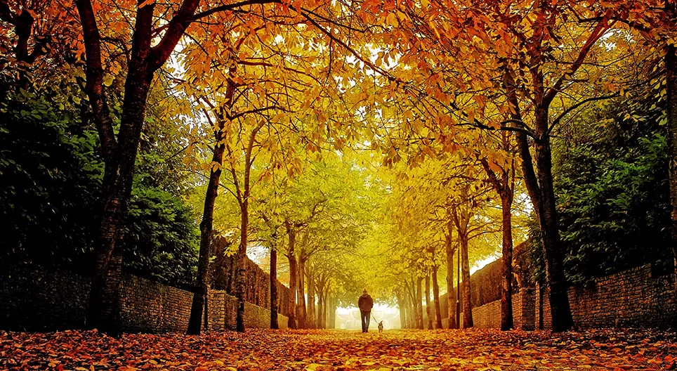 Mùa thu - Bản quốc tế